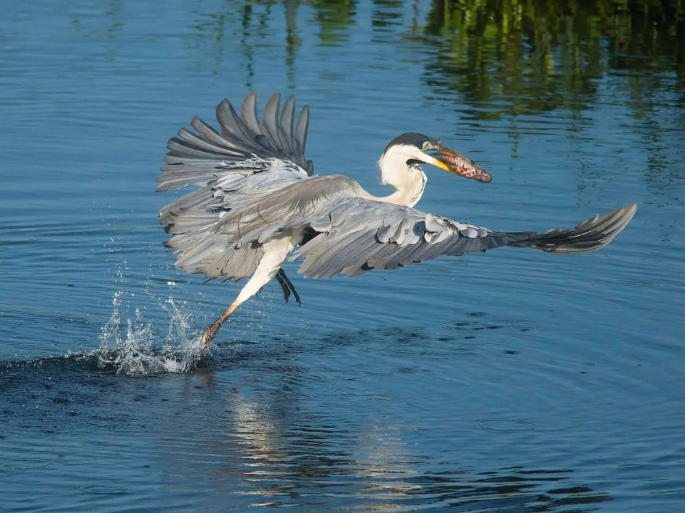 Heron a type of large water-bird Amazon
