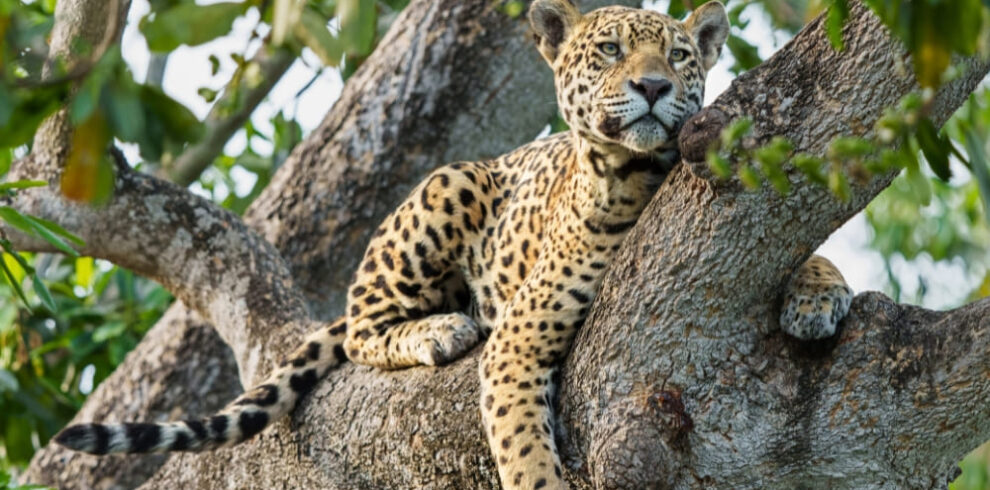 Pantanal Jaguar Budget Safari