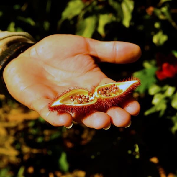 Plant Amazon Brazil