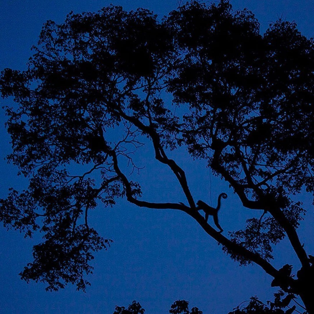 Safari Amazon boutique lodge