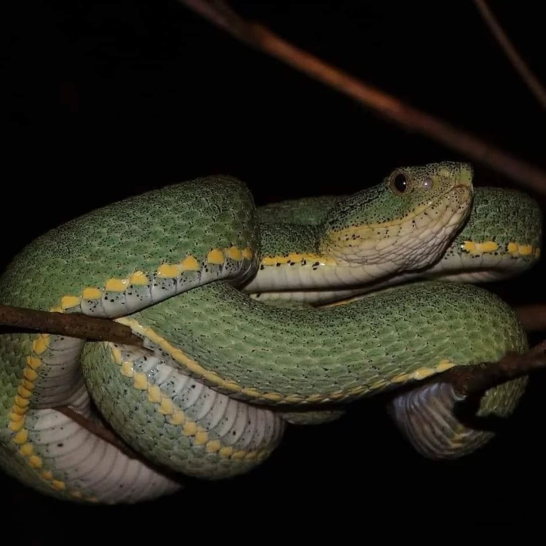 Safari night amazon brazil