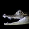 Wildlife tour Amazon at night