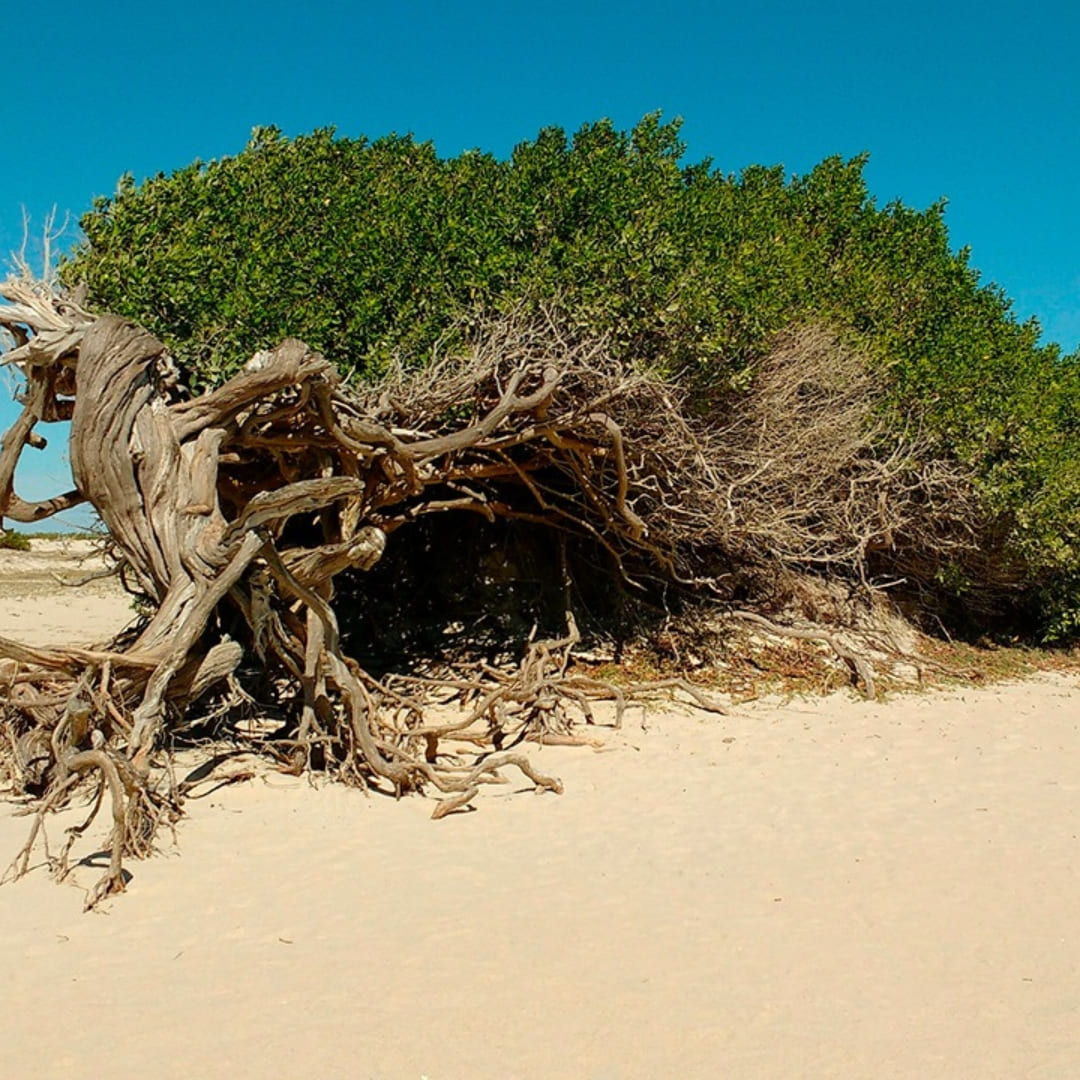 Der berühmte Faultierbaum in Jericoacoara an der Straße der Emotionen