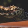 Budget Pantanal Tour