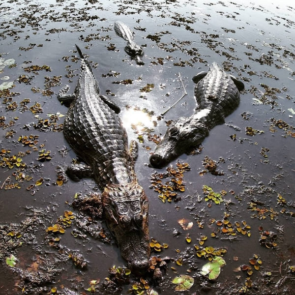 Aligator in Pantanal