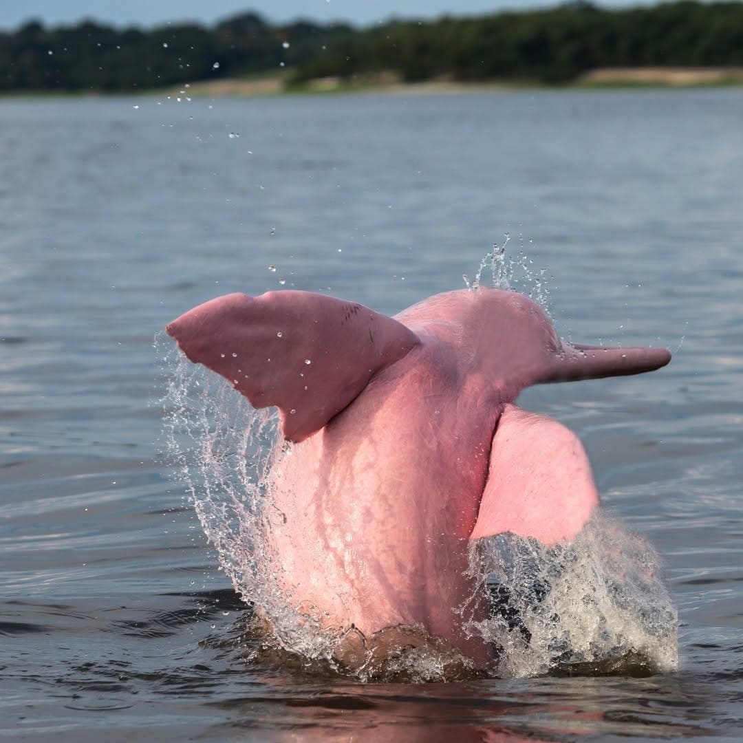 pink river dolphins amazon