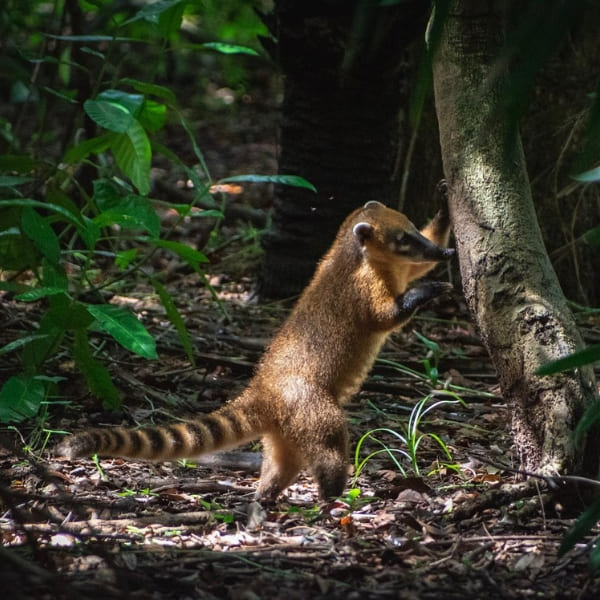 Wildlife Safari