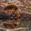 Wildlife Pantanal photography tour