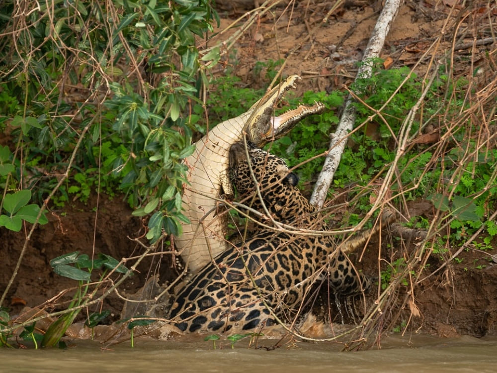 Jaguar and alligator an Pantanal
