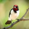 Bird Photography Tour in Pantanal