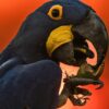 Birds Pantanal Brazil