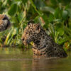 Jaguar at Pantanal Brazil